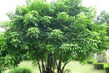 什么是重阳木?重阳木和香樟是相同的一种树吗?
