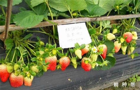 草莓种植有发展前景吗