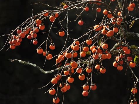 家乡的柿子_写柿子的作文300字(共4则)