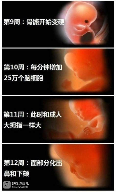 孕期影响胎儿大脑发育的因素
