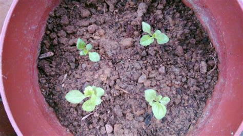 翠菊怎么种:翠菊播种:翠菊的种植方法
