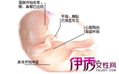 9周4天的胎儿发育图片