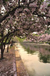 北京哪些公园适合赏花拍照？