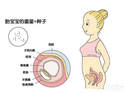 怀孕4个月胎儿位置示意图