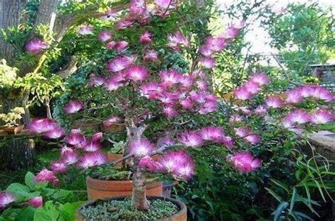 院子里有棵芙蓉树风水咋样