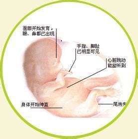 胎儿生长发育过程图一个月