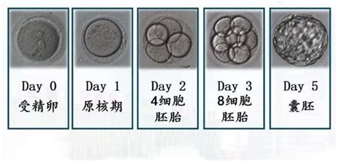 动物胚胎发育过程图