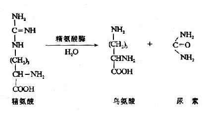 尿素的主要成分的化学式