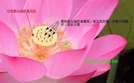 什么叫雌蕊和雄蕊