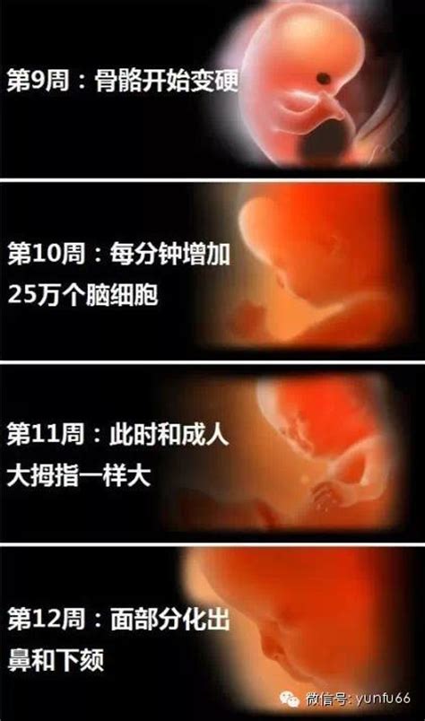 怀孕6周胎儿的发育标准