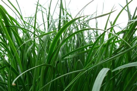黑麦草怎么种,种植方法,栽培技术,管理技巧
