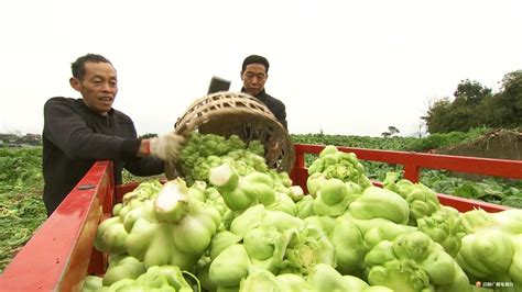 榨菜是哪里生產的啊