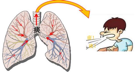 治疗咳嗽的偏方