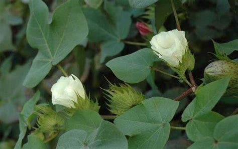 石棉与棉花怎样区分