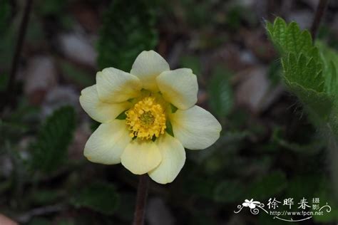 盆栽植物小仙女的学名是什么