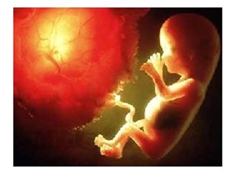 怀孕三个月内胎儿的位置图片