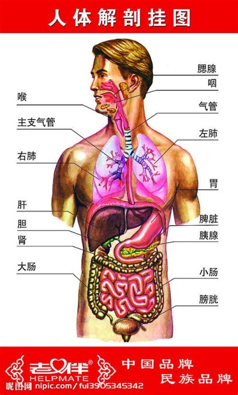 左胸下方肋骨里面抽筋疼