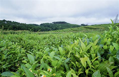 杜鹃红山茶属于什么目,是轮生花序吗?叶形是怎样的?