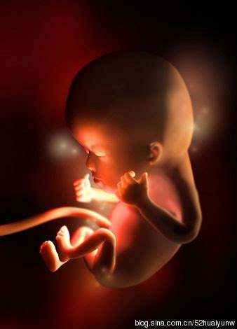 怀孕四个月胎儿变化图