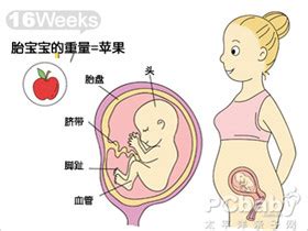 怀孕4个月需要补充哪些营养