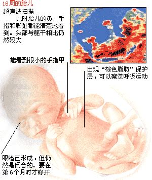 胎儿生长受限对胎儿的危害