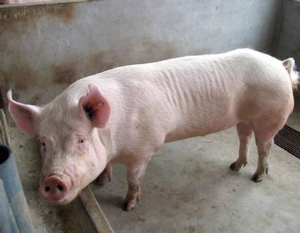 150斤猪一天喝多少斤水
