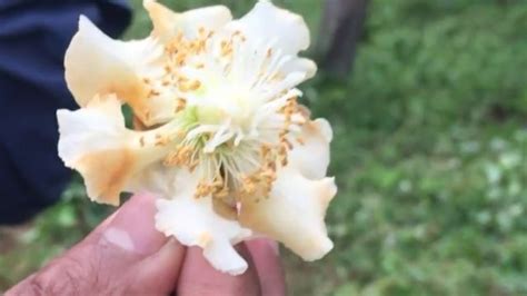 盆栽柠檬树开花怎么辨别雌雄?这朵花是什么呢?