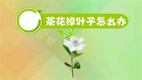 茶花落叶是怎么回事?怎么处理?