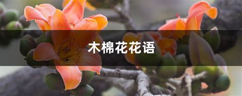 木棉花的花语什么意思?