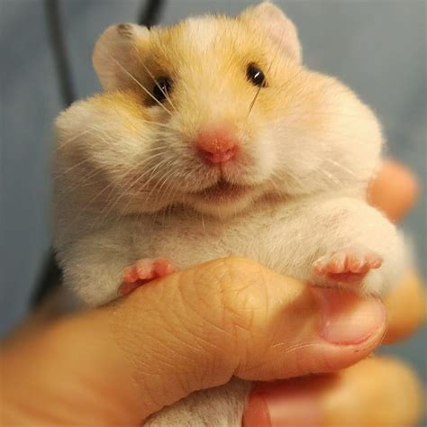 大仓鼠