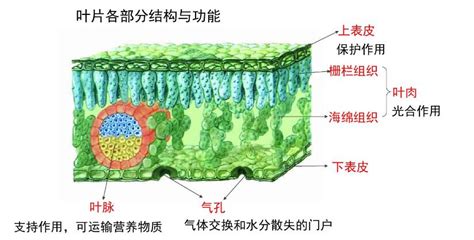 植物色素储存在哪里?植物色素有什么作用?