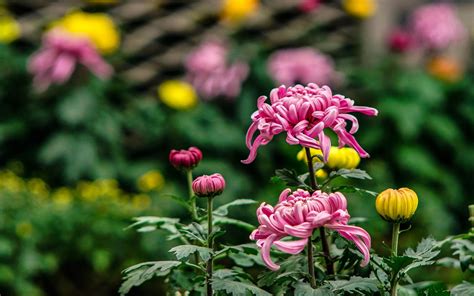 菊花是什么植物?