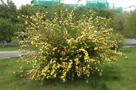 石河子花卉市场潜质如何