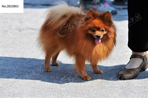 银狐犬为什么很少人养 银狐犬的缺点有哪些