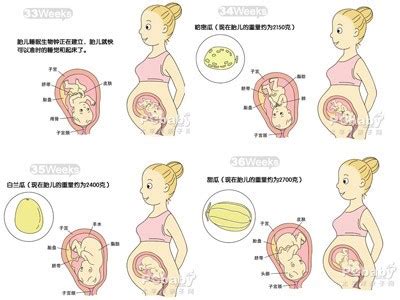 孕期1到40周胎儿发育全过程