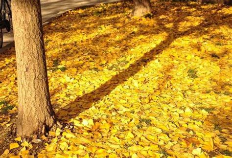 秋天——美丽的季节_描写秋天的作文400字（通用4篇）