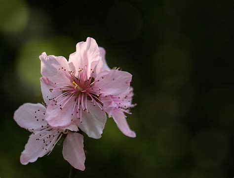 三月桃花心情说说【汇总72句】