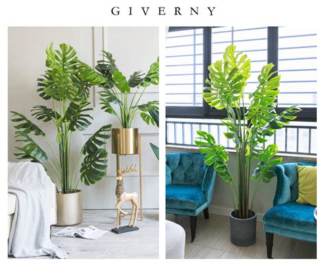 客厅里常放的大型绿色植物有哪些