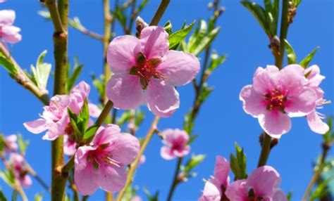 桃花的句子优美【通用86条】