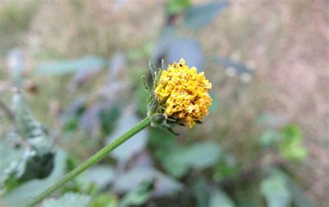 鬼针草在什么季节开花