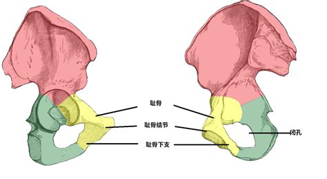 髋骨的位置及图解