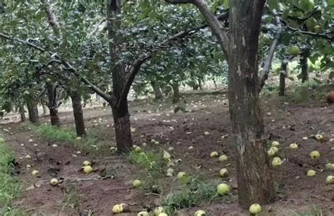 梨子的种植