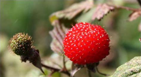 孕妇能吃红莓吗