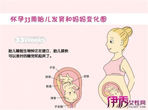 怀孕40周胎儿发育图示