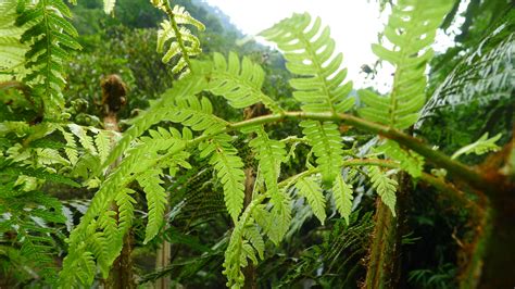 我发现了一棵野生桫椤,能移植到庭院种植吗?