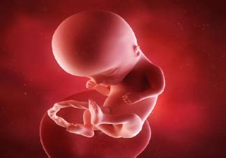 24周胎儿正常动是怎么样的