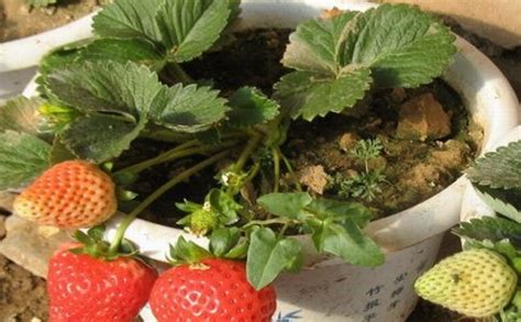 草莓的生长环境?