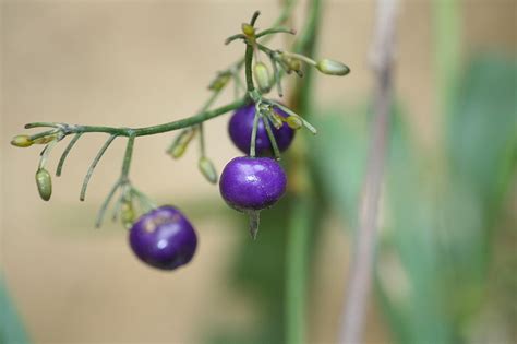 银边山菅兰的介绍