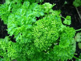 Image result for parsley