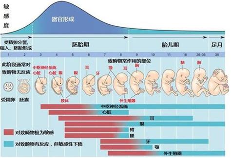 胎儿发育过程图